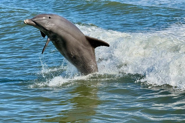 Dolphin Watch Eco Shelling Cruise to Keewaydin Island - Photo 1 of 10